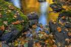 Washington State-Olympic National Forest Reflections of autumn in Rocky Creek Art Print